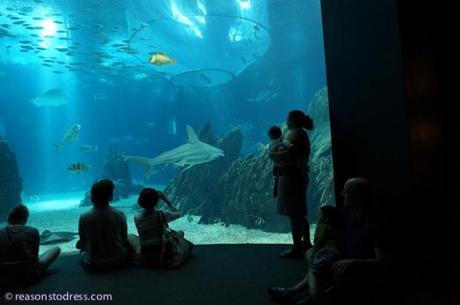 aquarium, visiting an aquarium, are aquariums right, oceanarium, Lisbon,#lisbon, aquarium in lisbon, things to do with ids, things to do with kids in portugal, things to do with kids in lisbon, lisbon with kids, visiting lisbon with kids, are aquariums moral, do aquariums harm sharks, do aquariums harm penguins, should we visit zoos?, should we visit aquariums, do zoos harm animals, where to go in lisbon, where to go in lisbon with kids, what to do in lisbon with children, penguins in aquarium, sea turtles in aquarium, what I wore, what I wore today, real mom style, real mom street style, real mom streetstyle,#streetstyle,#momstreetstyle,mom style, mom trends, trends for spring, trends for fall, trends moms can wear, outfit ideas for young moms, yummy mummy, yummy mommy fashion, expat mom, expat mom fashion, expat in europe, european fashion, italian fashion, fashionable mom, fashionable moms, wardrobe help, what to wear to an aquarium, what to wear to a day out with the family,#wiw,#wiwt,#ootd, outfit of the day,#lucky