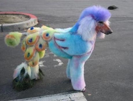 Top 10 Best Images of Poodle Doodles