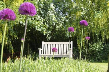 Alliums & Lavender