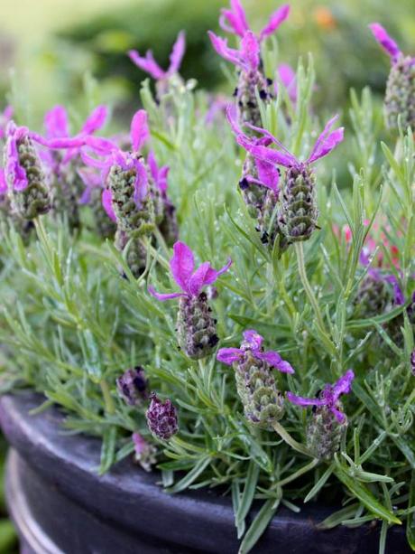 French Lavender