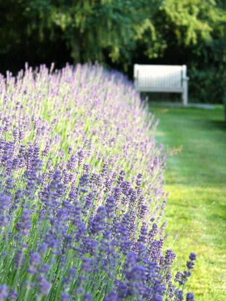 Lavender Walk