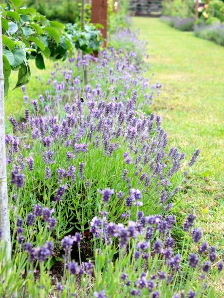 Lavender Munstead