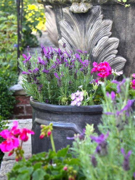Summer Pots of French Lavender