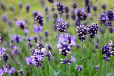 Lavender Hidcote