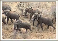 The David Sheldrick Wildlife Trust Updates