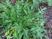 Rocket/arugula Growing Harvesting Tips