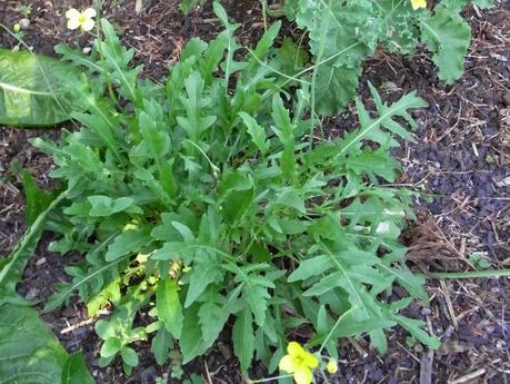 Rocket/arugula growing & harvesting tips