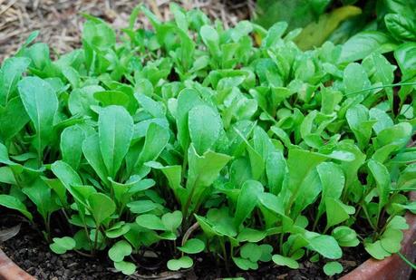 Rocket/arugula growing & harvesting tips