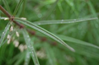 Polygonatum cirrhifolium Leaf (07/06/2014, Kew Gardens, London)