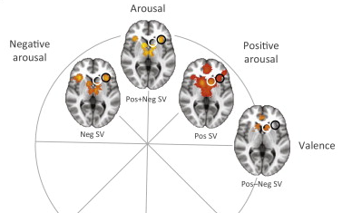 Brain activity that reflects positive and negative emotion.