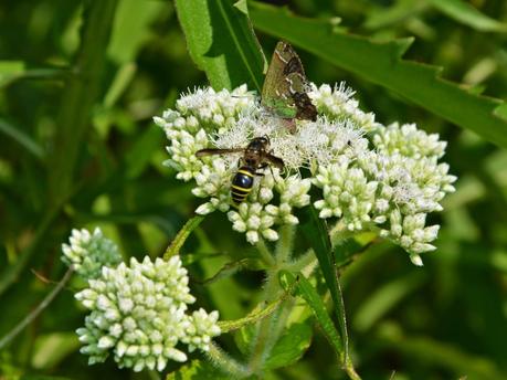 Eupatorium perfoliatum (American Boneset)