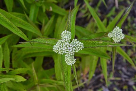 Eupatorium perfoliatum (American Boneset)