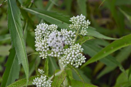 Eupatorium perfoliatum (American Boneset)