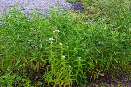 Eupatorium perfoliatum (American Boneset)