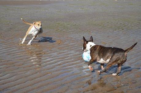 Dogging on Crimdon Beach
