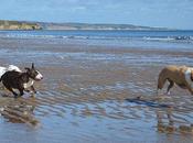 Crimdon Beach Lurcher Bull Terrier Playground