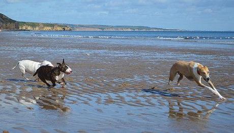 Dogging on Crimdon Beach