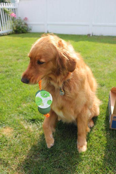 Planet Dog's Orbee-Tuff RecycleBALLS