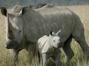White Rhino Poached Kruger Park