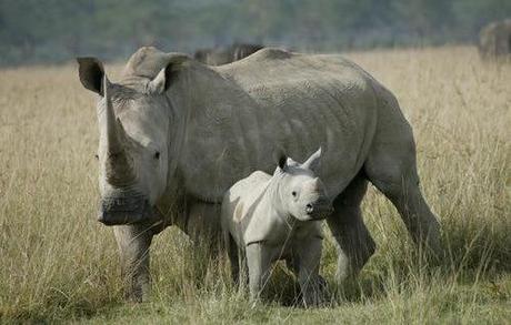 White-Rhino