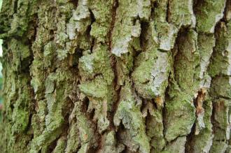 Cornus walteri Bark (07/06/2104, Kew Gardens, London)