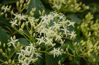 Cornus walteri Flower (07/06/2104, Kew Gardens, London)