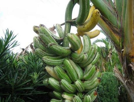 Top 10 Strange, Rare and Unusual Bananas