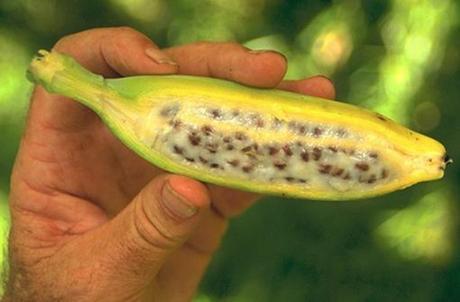 Top 10 Strange, Rare and Unusual Bananas