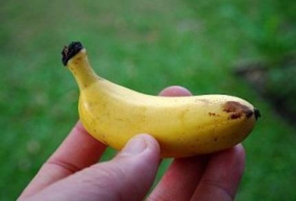 Top 10 Strange, Rare and Unusual Bananas