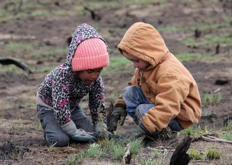 Seedlings