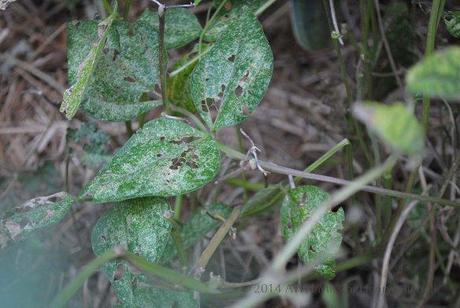 flea beetle damage beans