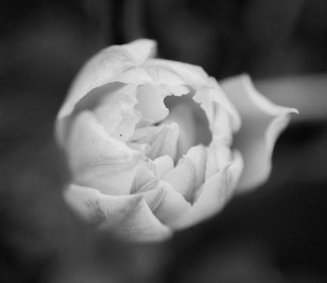Blooming in Black and White