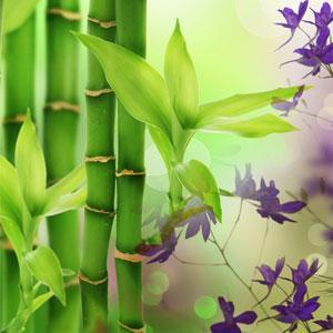 bamboo scent