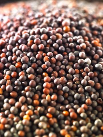 Mustard Seeds benefits uses