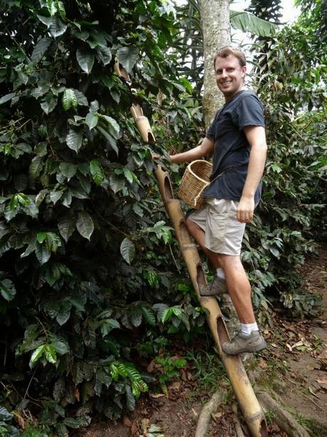Harvesting coffee in Colombia