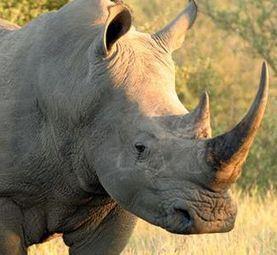 Save Rhinos from Rampant Poaching