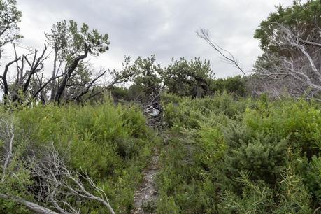 tin mine track wilsons promontory