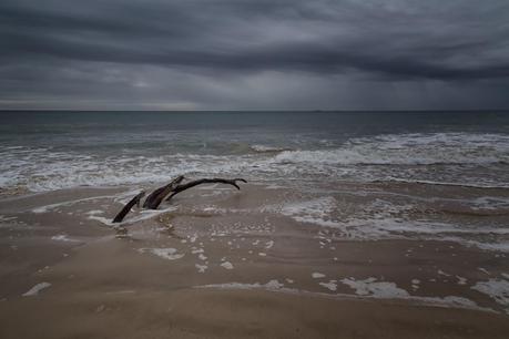 tree in water three mile beach wilsons promontory 