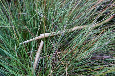 snapped walking stick