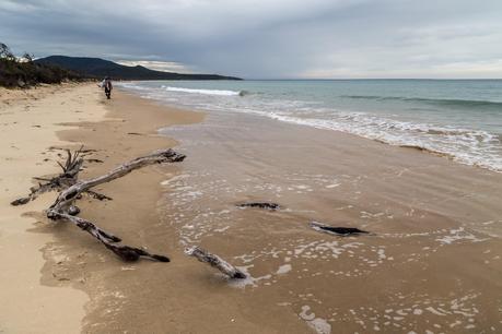 timber on three mile beach wilsons promontory 