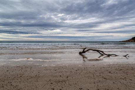 timber in water low tide johnny souey cove wilsons promontory