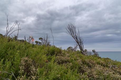 beacon through scrub lighthouse point wilsons promontory