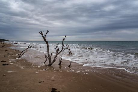 tree on three mile beach wilsons promontory 