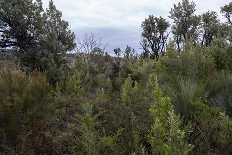 bush tin mine track wilsons promontory