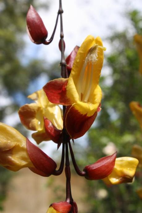 Taken on July 7, 2014 in Munnar. 