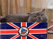 Stereotypical Cats From Britain