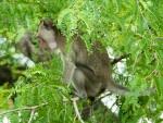 Monkey sitting in the lush canopy