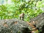 A baby monkey at Phnom Sapeau Temple