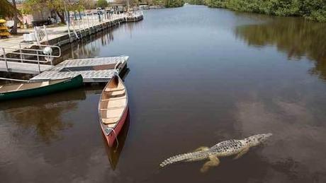 The American crocodile on the brink of extinction