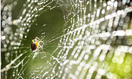 Why spiders may be the human races ultimate spin doctors